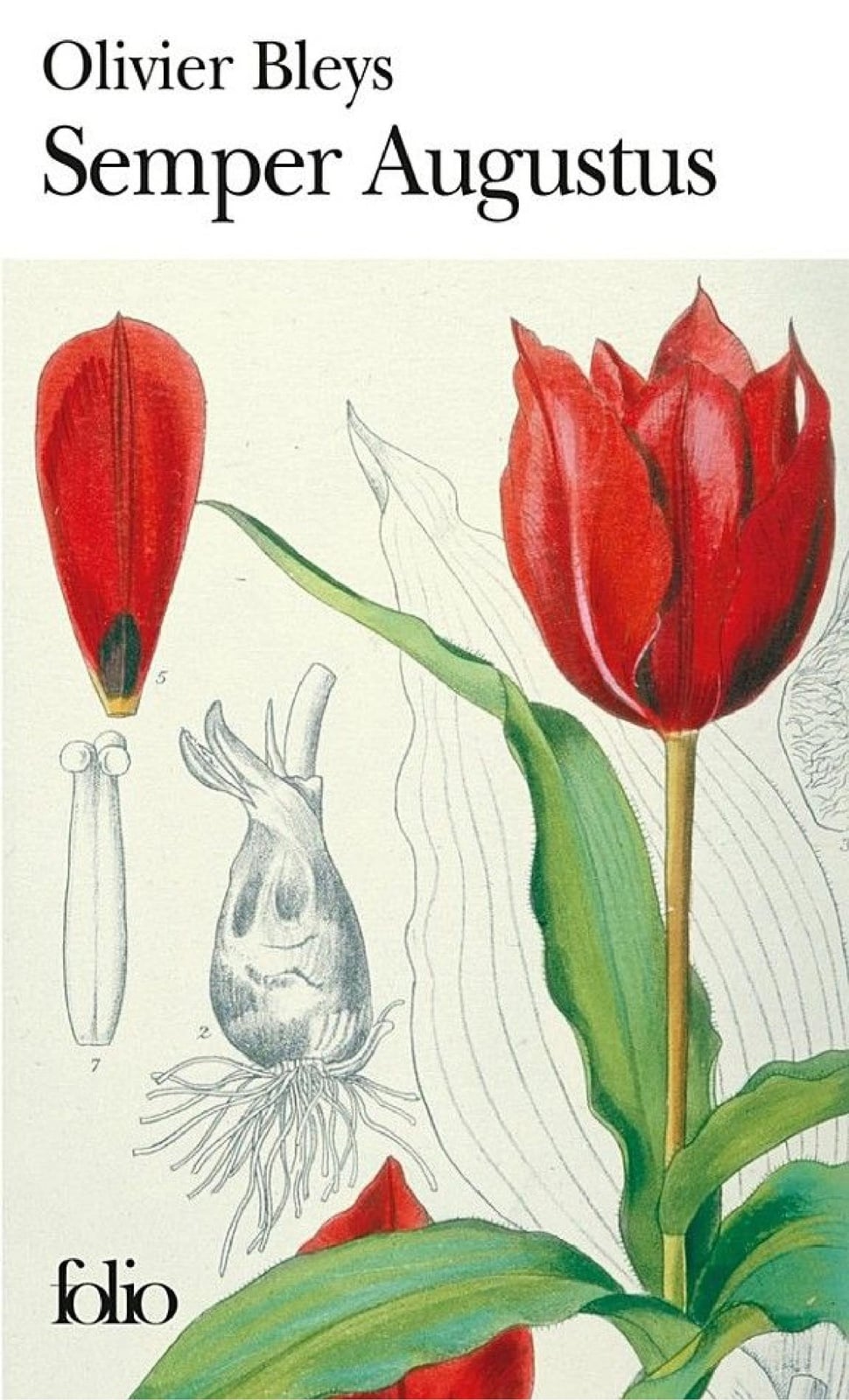 Semper Augustus - Cover