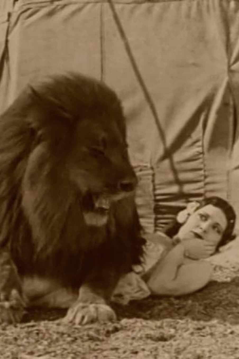 Le Cirque en folie - Cover