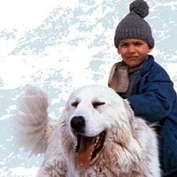 Belle et Sébastien - Cover