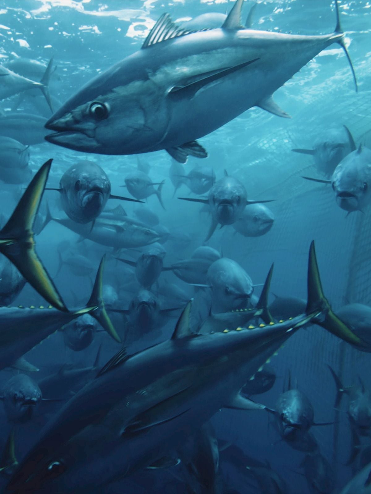 Seaspiracy : La Pêche en Question - Cover