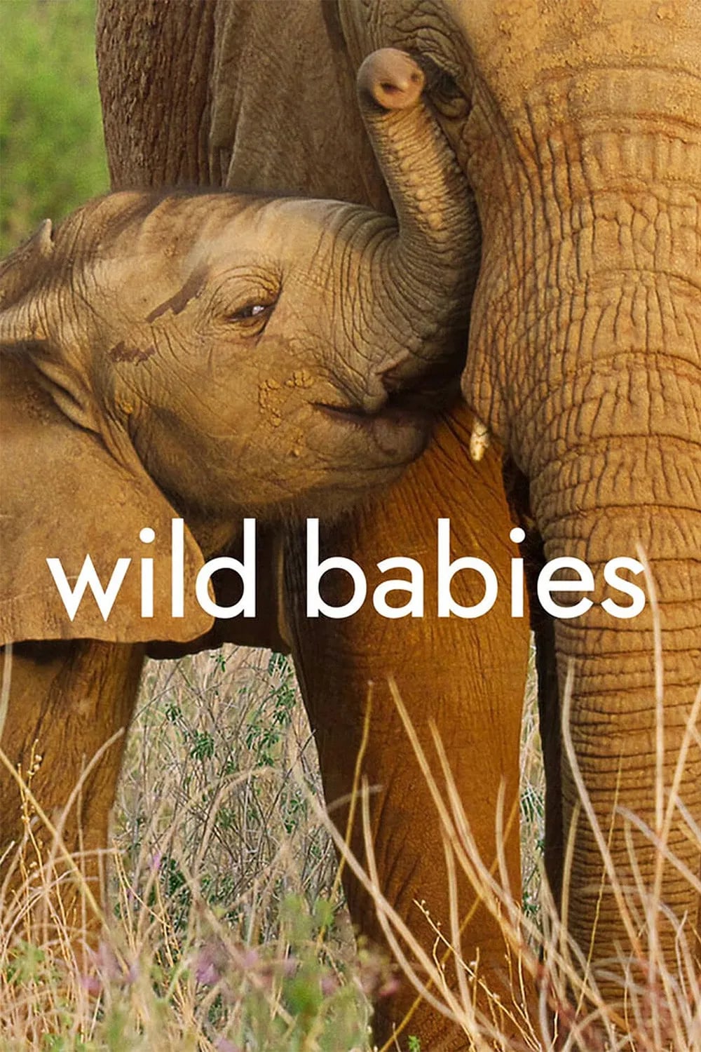 Wild Babies - Cover