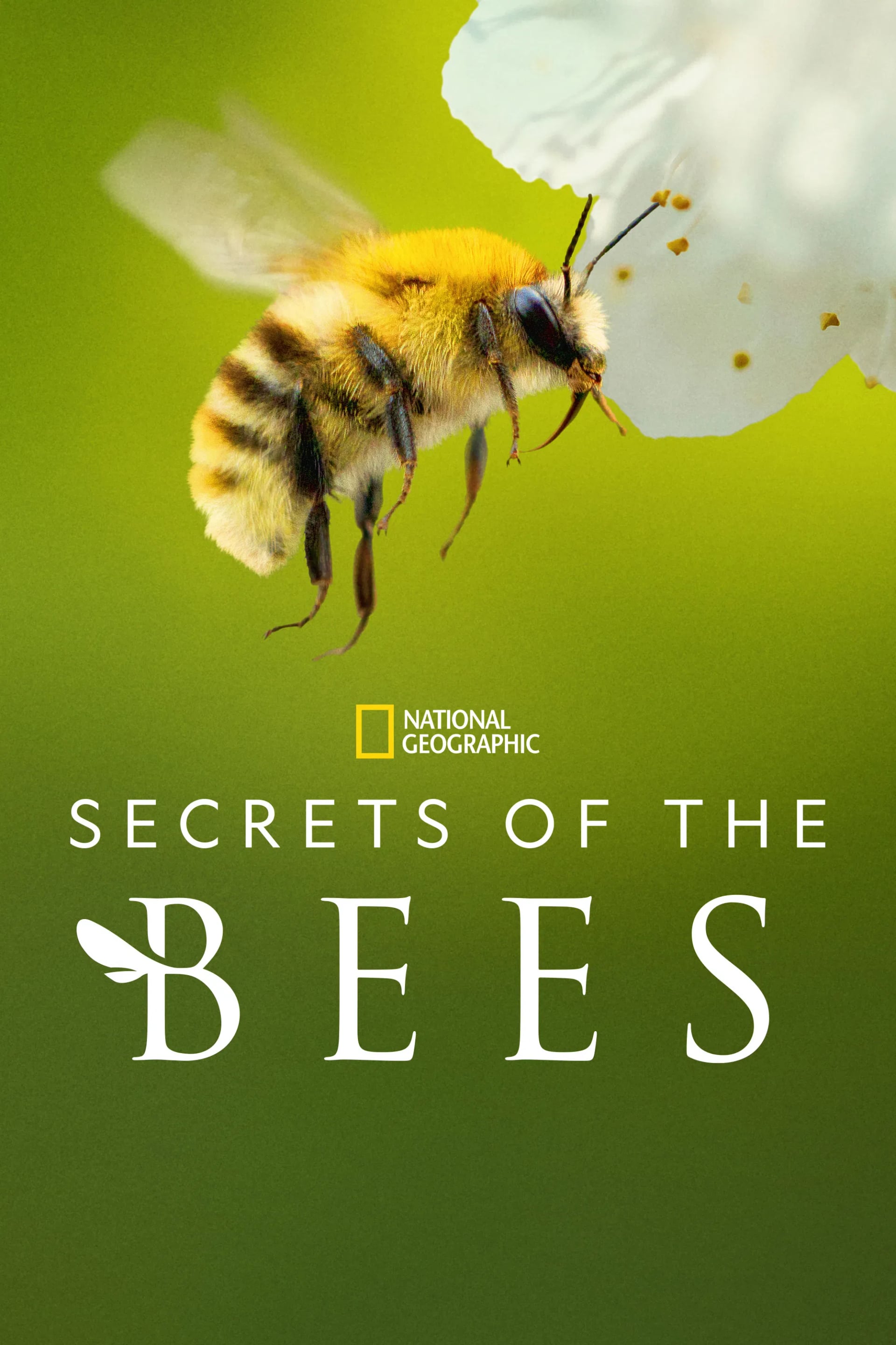Secrets of the Bees - Cover