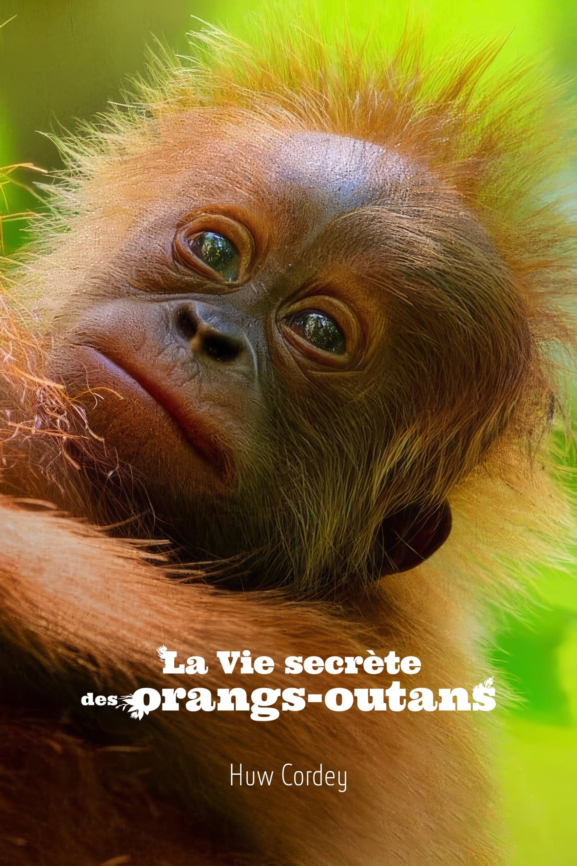 La Vie secrète des orangs-outans - Cover