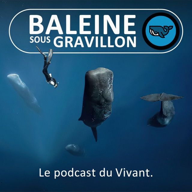 Baleine sous Gravillon