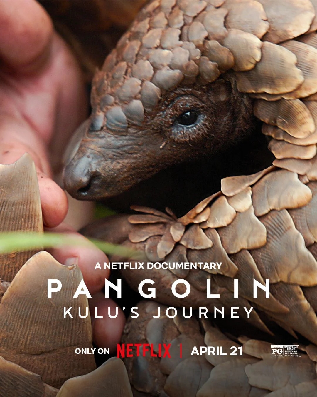 Pangolin : Chemins de vie